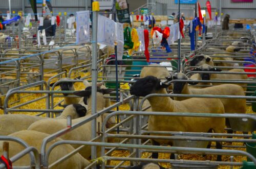 SHEEP11_04488