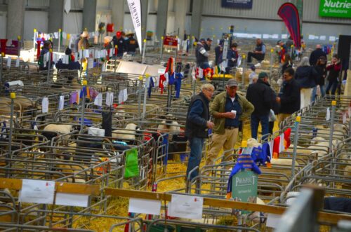 SHEEP12_04454